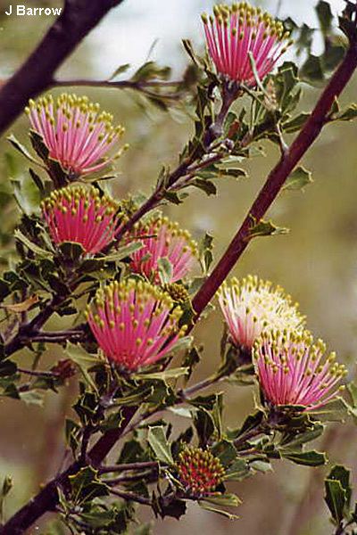 Banksia cuneata bcuneajpg