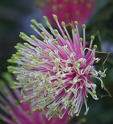 Banksia cuneata httpsuploadwikimediaorgwikipediacommonsthu