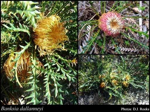 Banksia dallanneyi httpsflorabasedpawwagovausciencetimage32