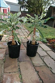 Banksia dentata httpsuploadwikimediaorgwikipediacommonsthu