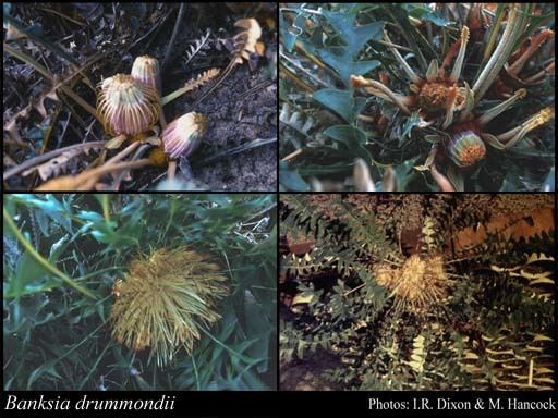 Banksia drummondii httpsflorabasedpawwagovausciencetimage32