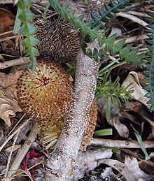 Banksia dryandroides httpsuploadwikimediaorgwikipediacommonsthu