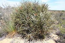 Banksia elderiana httpsuploadwikimediaorgwikipediacommonsthu