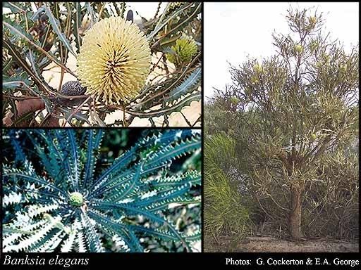 Banksia elegans httpsflorabasedpawwagovausciencetimage18
