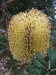 Banksia epica httpsuploadwikimediaorgwikipediacommonsthu