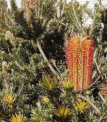 Banksia ericifolia httpsuploadwikimediaorgwikipediacommonsthu