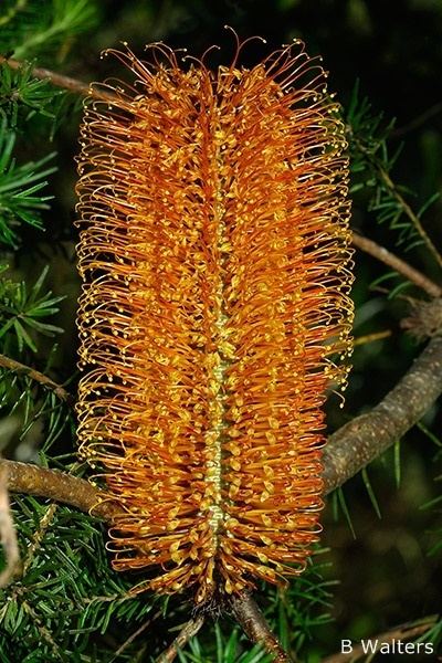 Banksia ericifolia igp4258jpg