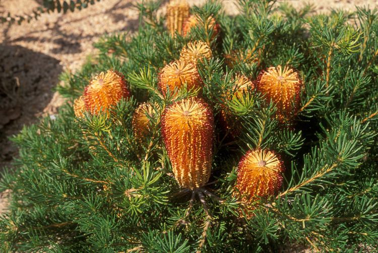 Banksia ericifolia Banksia ericifolia Proteaceae image 29123 at PlantSystematicsorg