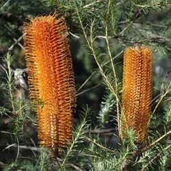 Banksia ericifolia Banksia ericifolia Growing Native Plants