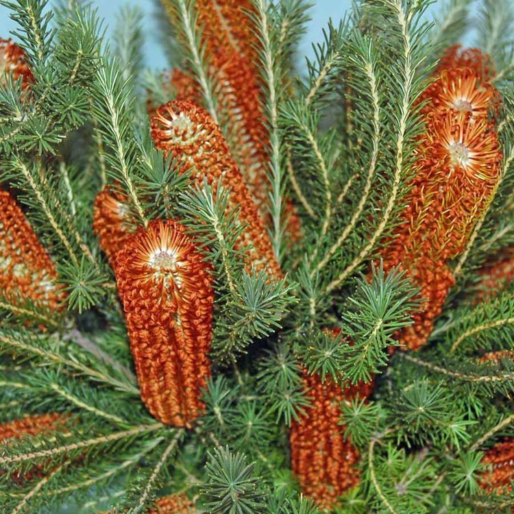 Banksia ericifolia Australian Seed BANKSIA ericifolia