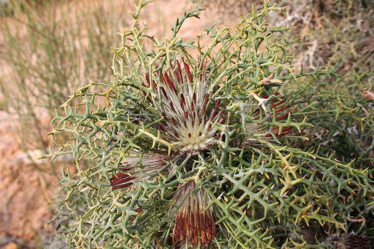 Banksia erythrocephala