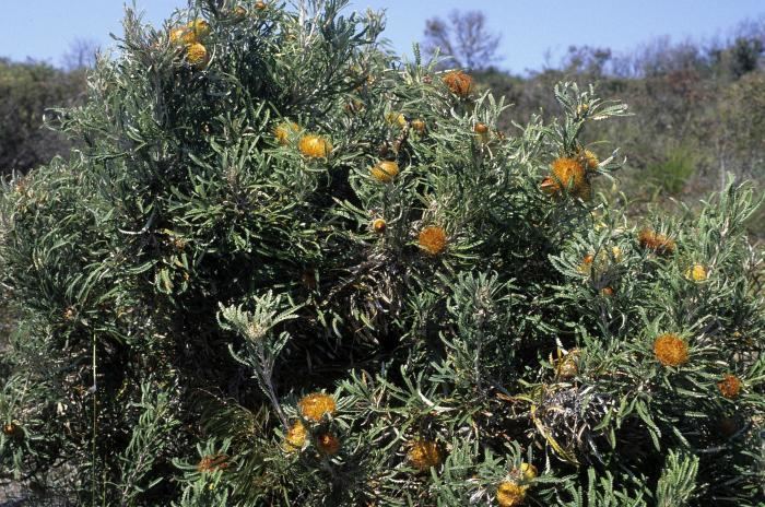 Banksia formosa Image Banksia formosa Showy Dryandra BioLibcz