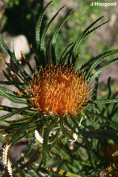 Banksia formosa Banksia formosa syn Dryandra formosa