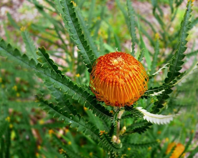 Banksia formosa wwwgardensonlinecomauUploadsPlant1257Banksi