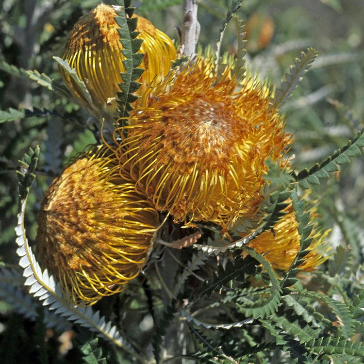 Banksia formosa Australian Seed BANKSIA formosa syn Drayandra formosa