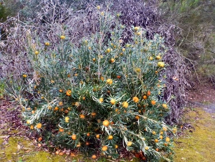 Banksia formosa Dryandra formosa Showy Dryandra Gardening With Angus