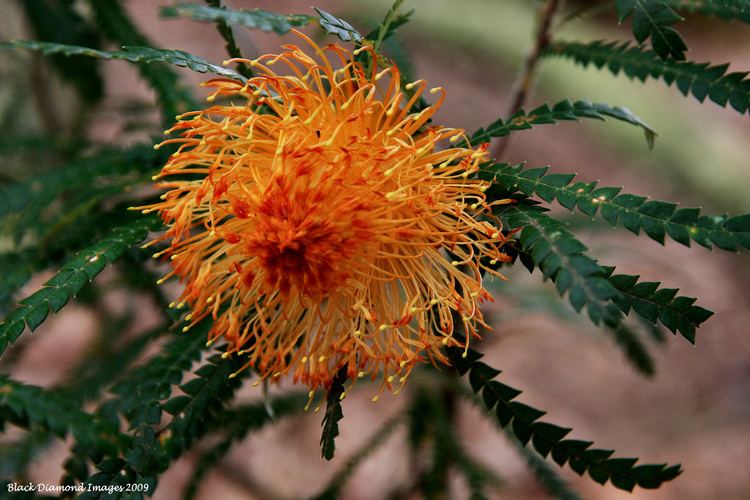 Banksia formosa Banksia formosa Dryandra formosa Showy Dryandra Flickr