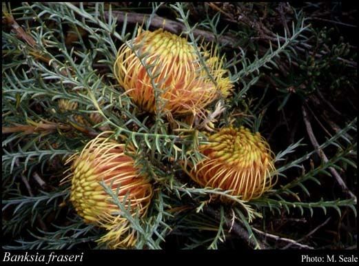Banksia fraseri httpsflorabasedpawwagovausciencetimage32