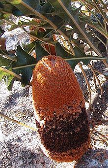 Banksia gardneri httpsuploadwikimediaorgwikipediacommonsthu