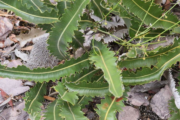 Banksia gardneri var. brevidentata