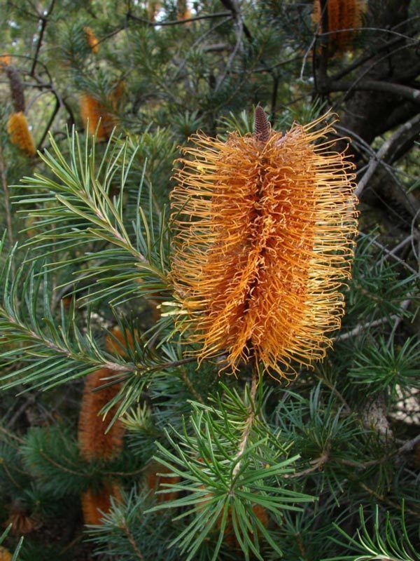 Banksia 'Giant Candles' Banksia 39Giant Candles39 Provincial Plants and Landscapes