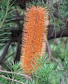 Banksia 'Giant Candles' httpsuploadwikimediaorgwikipediacommonsthu
