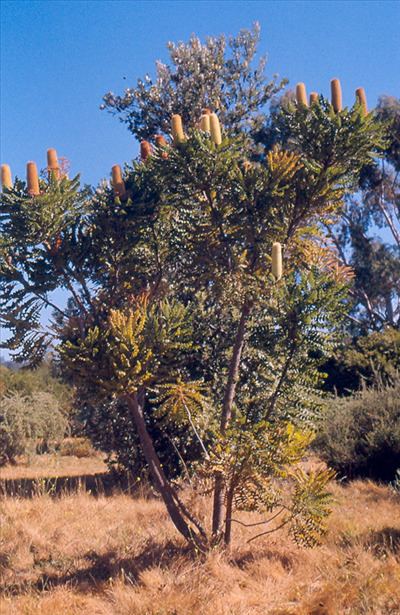 Banksia grandis Banksia grandis Australian Native Plants Plants 8007016517