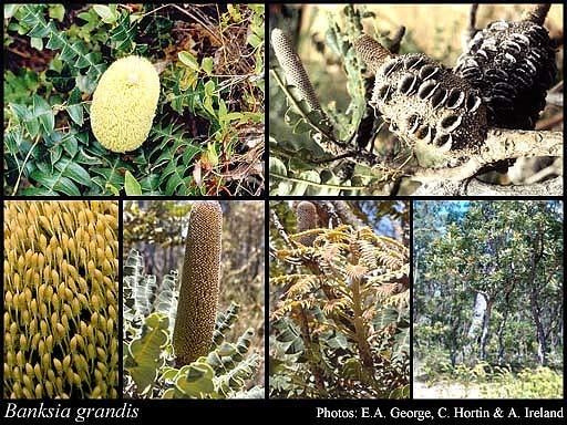 Banksia grandis Banksia grandis Willd FloraBase Flora of Western Australia
