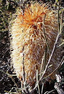 Banksia grossa httpsuploadwikimediaorgwikipediacommonsthu