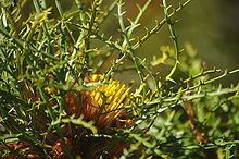 Banksia horrida httpsuploadwikimediaorgwikipediacommonsthu