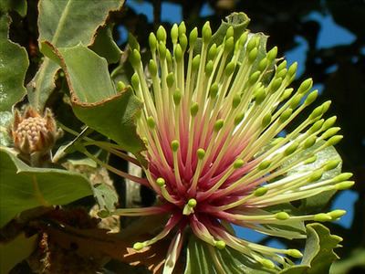 Banksia ilicifolia Banksia ilicifolia Australian Native Plants Plants 8007016517