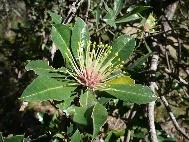 Banksia ilicifolia Banksia ilicifoliaFriends of Queens Park Bushland Friends of