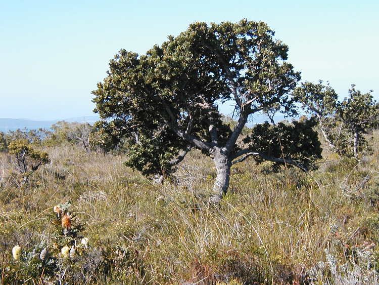 Banksia ilicifolia FileBanksia ilicifolia bonsai2 origJPG Wikimedia Commons