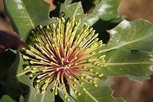 Banksia ilicifolia httpsuploadwikimediaorgwikipediacommonsthu