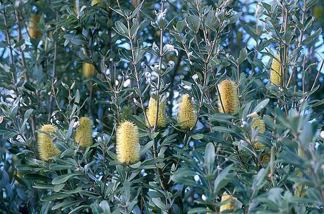 Banksia integrifolia Banksia integrifolia Coast Banksia