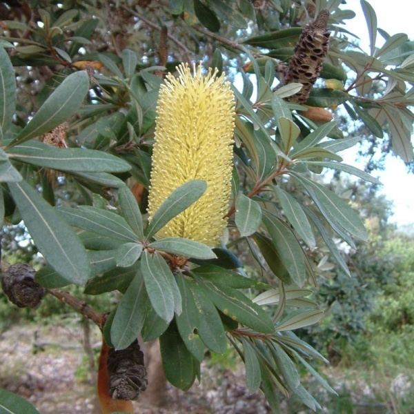 Banksia integrifolia Banksia integrifolia subsp integrifolia was var integrifolia