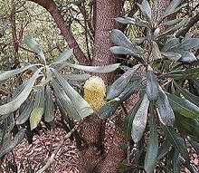 Banksia integrifolia subsp. compar httpsuploadwikimediaorgwikipediacommonsthu