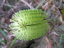 Banksia integrifolia subsp. monticola httpsuploadwikimediaorgwikipediacommonsthu