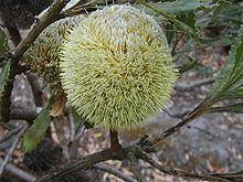 Banksia laevigata subsp. laevigata httpsuploadwikimediaorgwikipediacommonsthu