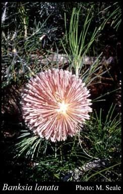 Banksia lanata httpsflorabasedpawwagovausciencetimage18