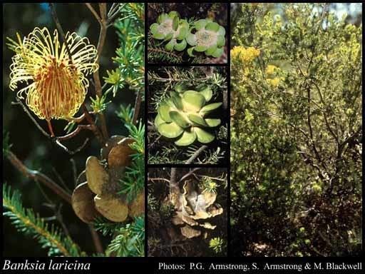Banksia laricina httpsflorabasedpawwagovausciencetimage18