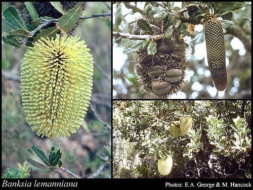 Banksia lemanniana httpsflorabasedpawwagovausciencetimage18