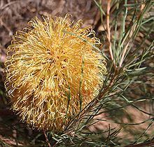 Banksia leptophylla httpsuploadwikimediaorgwikipediacommonsthu