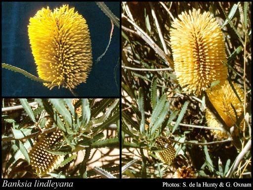 Banksia lindleyana httpsflorabasedpawwagovausciencetimage18