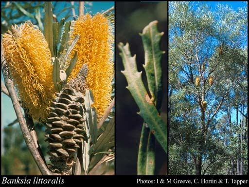 Banksia littoralis Banksia littoralis RBr FloraBase Flora of Western Australia