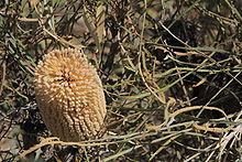Banksia lullfitzii httpsuploadwikimediaorgwikipediacommonsthu