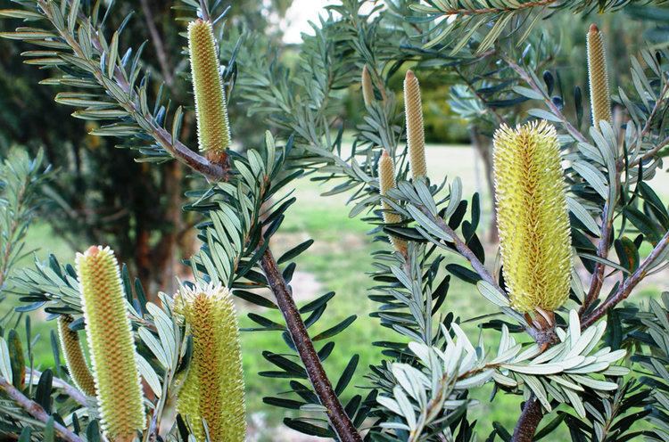 Banksia marginata Silver Banksia Victorian Native Seed