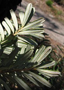 Banksia marginata httpsuploadwikimediaorgwikipediacommonsthu
