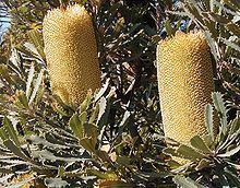 Banksia media httpsuploadwikimediaorgwikipediacommonsthu
