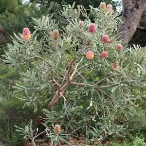 Banksia menziesii Banksia Menziesii